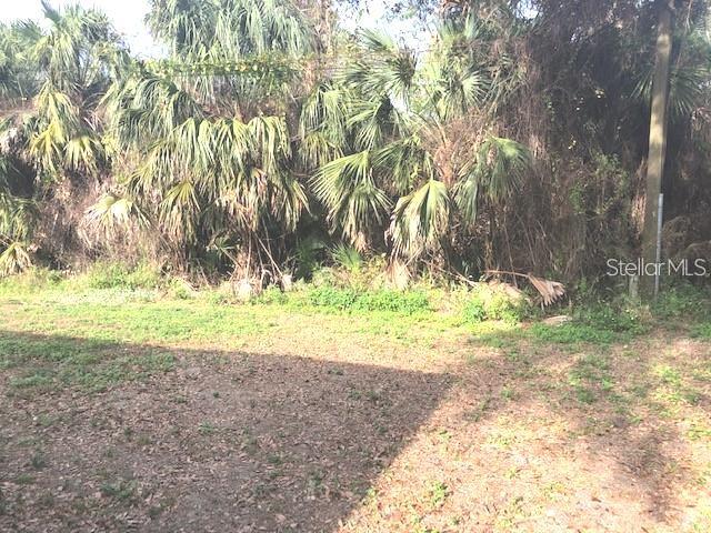 A view of a grassy, dirt-covered yard backed by dense palm trees and foliage — 232 BAMBOO DRIVE UNIT A, PORT CHARLOTTE, FL