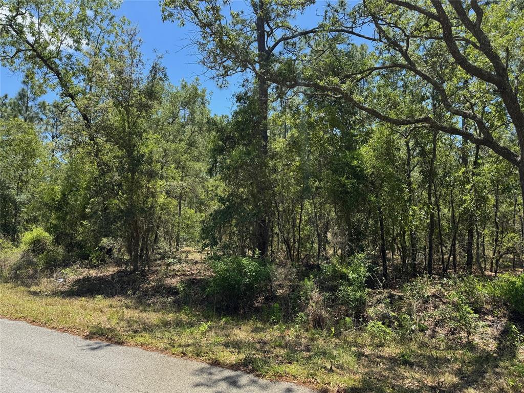 A paved road runs alongside a densely wooded lot with various trees and undergrowth — Lot 15 NW HILLSDALE AVENUE, DUNNELLON, FL