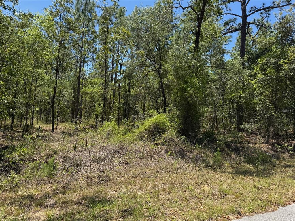 A view of a wooded, undeveloped lot with dense trees and brush under a blue sky — Lot 15 NW HILLSDALE AVENUE, DUNNELLON, FL