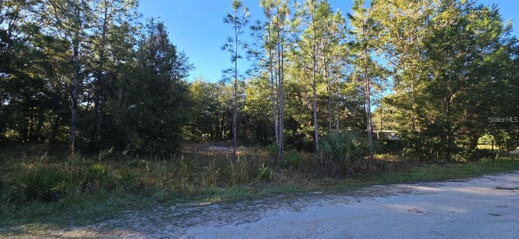 A vacant, wooded lot sits alongside a sandy road under a clear blue sky — 7784 W TWIN CANAL LANE, HOMOSASSA, FL