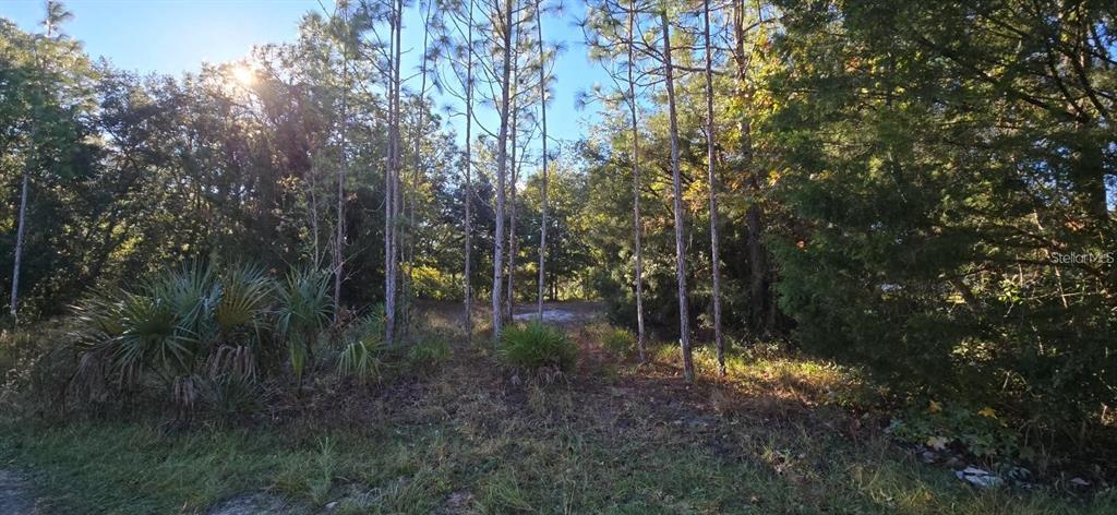 A wooded lot with tall pine trees, palmettos, and patches of sandy ground — 7784 W TWIN CANAL LANE, HOMOSASSA, FL
