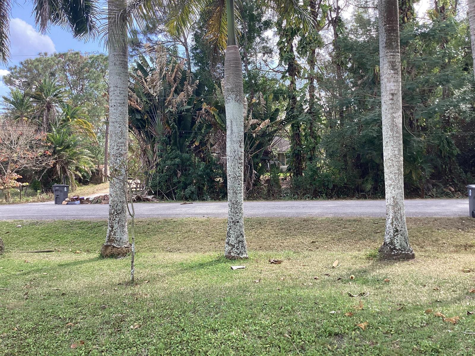 Three palm tree trunks stand in a grassy yard in front of a paved road — 12173 N 88th Pl Place N # 1, FL 33412, FL