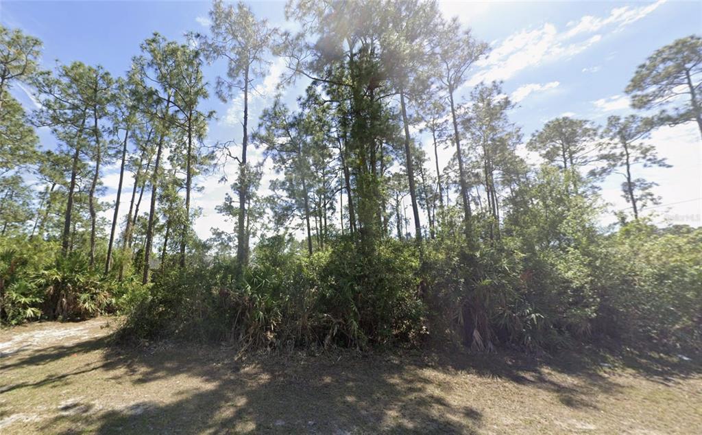A wooded lot features tall pine trees and dense undergrowth under a bright blue sky — 2904 E 9TH STREET, LEHIGH ACRES, FL
