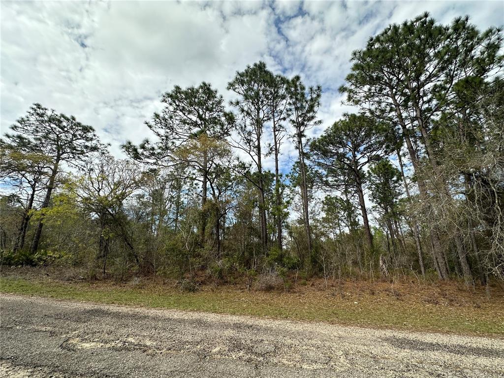 A gravel road runs in front of a wooded lot with tall pine trees — 1639 W PENDLETON STREET, DUNNELLON, FL