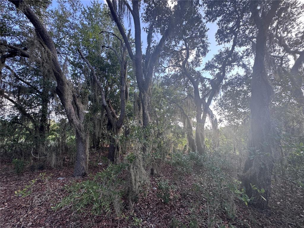A wooded area features several large oak trees covered in Spanish moss — 2251 E FOUR SEASONS LANE, INVERNESS, FL