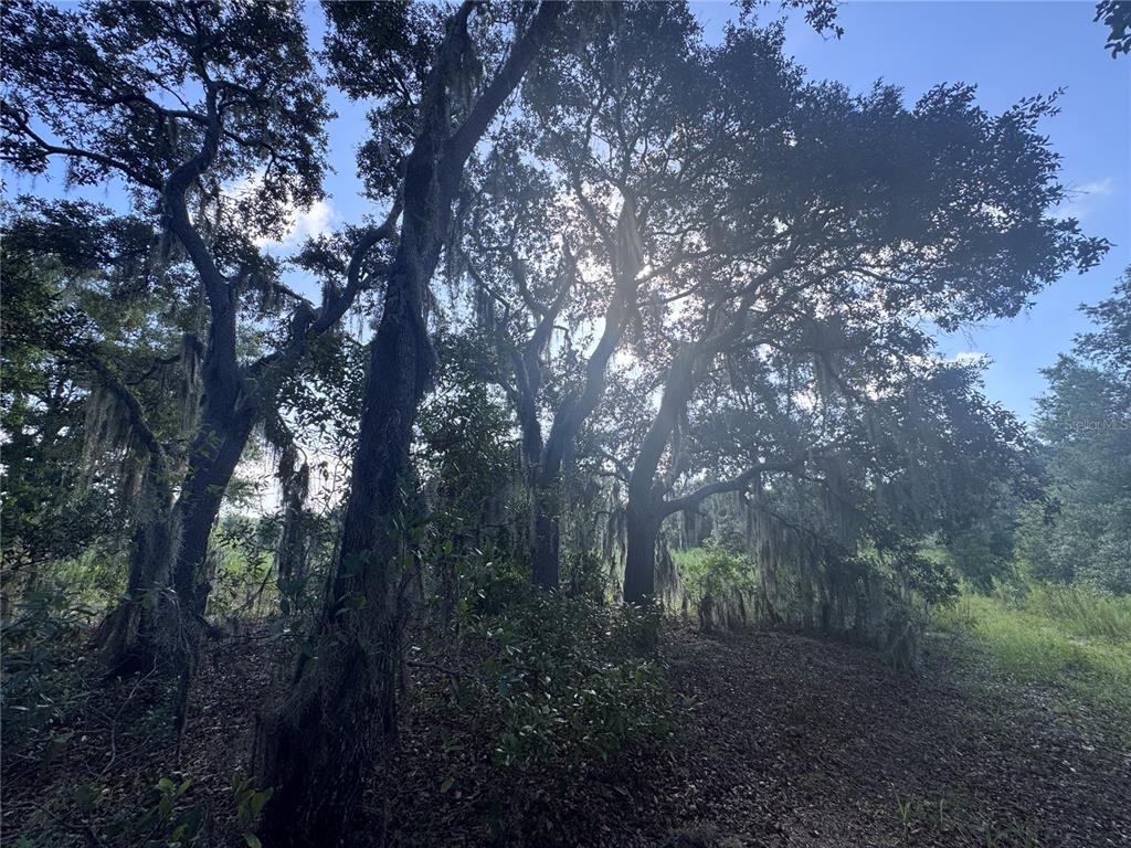 Large oak trees with Spanish moss stand in a wooded area under a bright sky — 2251 E FOUR SEASONS LANE, INVERNESS, FL
