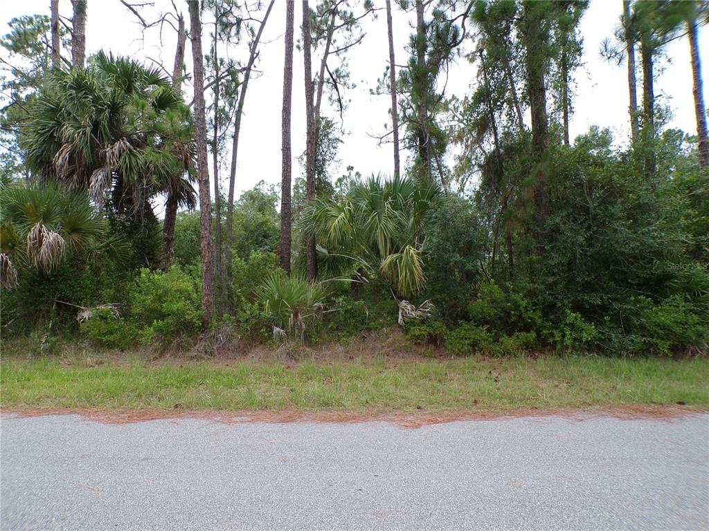 A paved road runs in front of a wooded lot with tall pine trees — LUMMUS STREET, NORTH PORT, FL