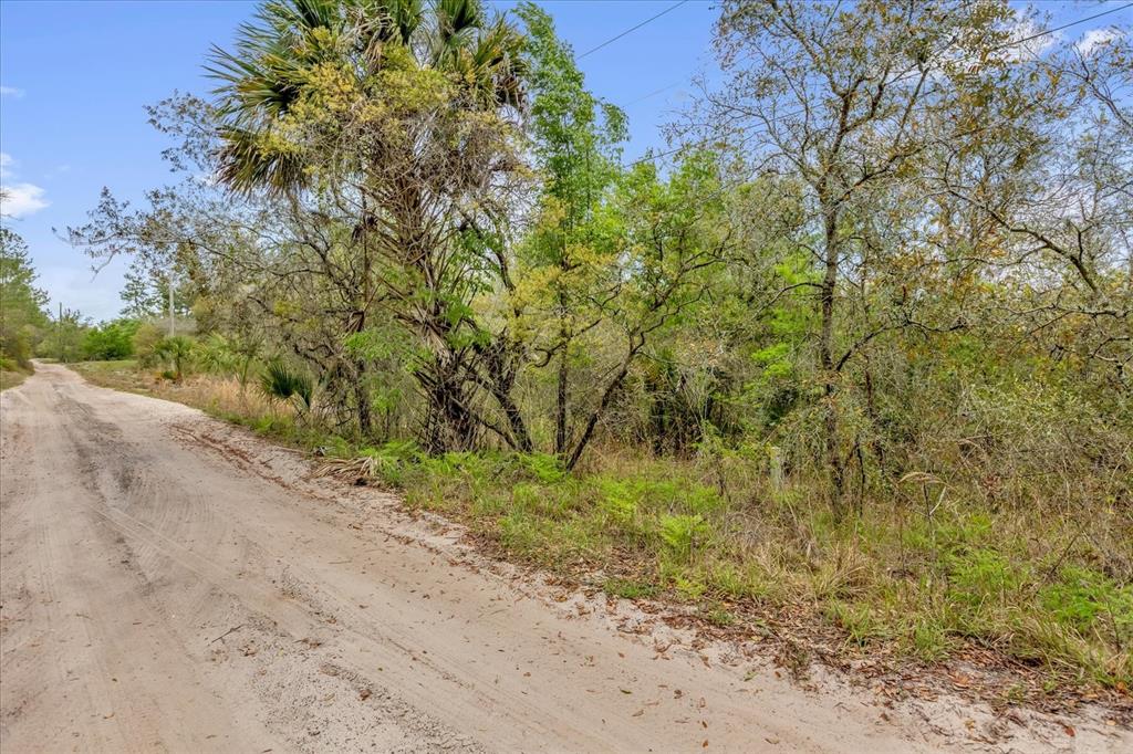A dirt road runs alongside a wooded area with trees and native Florida vegetation — CHESTNUT AVENUE, ORANGE CITY, FL
