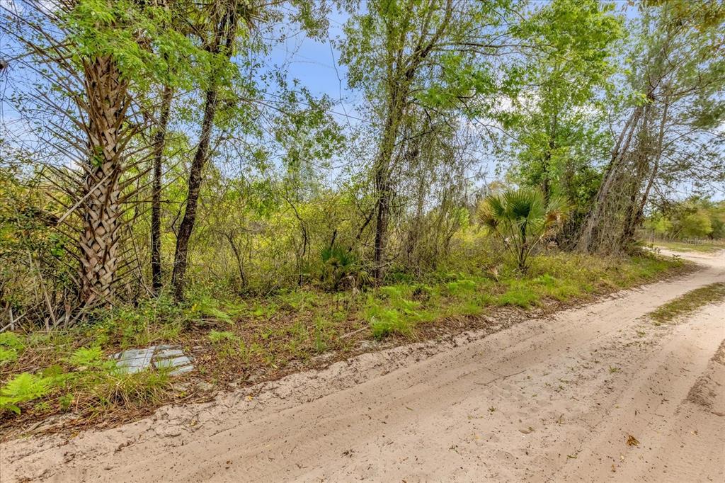 A dirt road runs alongside a wooded lot with various trees and dense undergrowth — CHESTNUT AVENUE, ORANGE CITY, FL