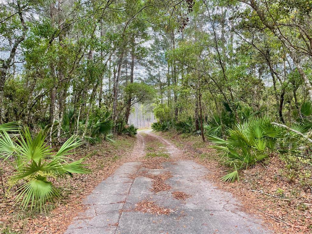 A paved driveway transitions into a dirt path winding through a wooded area with palmettos — 349 SEMINOLE WOODS BLVD, GENEVA, FL