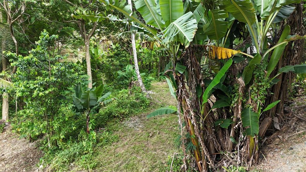 A lush, sloped outdoor area featuring banana trees and various tropical plants and trees — CAIN ALTO. BO. HOCONUCO ALTO, SAN GERMAN, PR