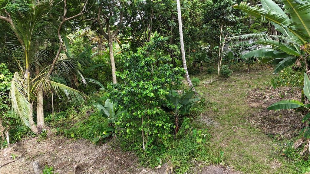 A sloped, wooded lot features a small structure nestled among trees and tropical vegetation — CAIN ALTO. BO. HOCONUCO ALTO, SAN GERMAN, PR