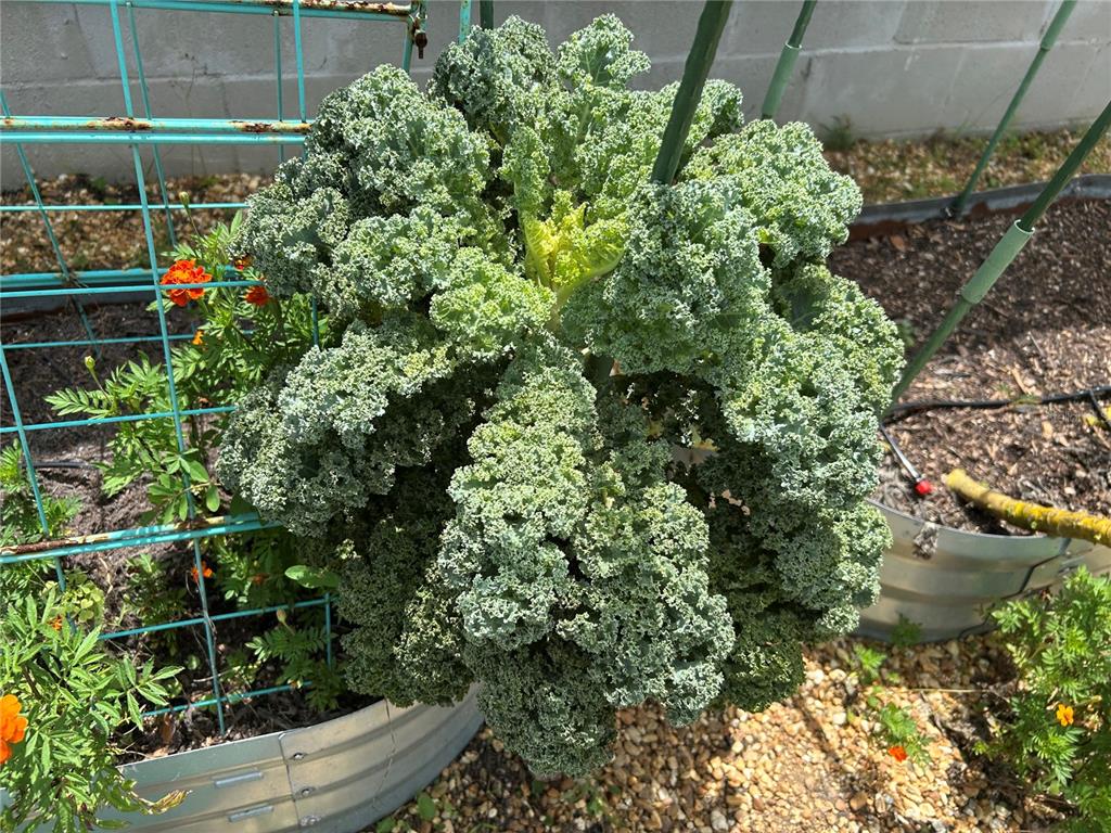 A large, curly kale plant grows in a raised metal garden bed next to marigolds — 5710 ALENLON WAY, MOUNT DORA, FL