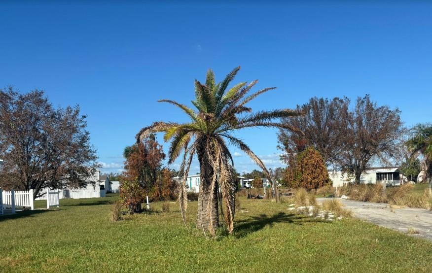 A palm tree stands in a grassy yard in front of mobile homes under blue skies — 7416 WIDNESS LANE, PORT CHARLOTTE, FL