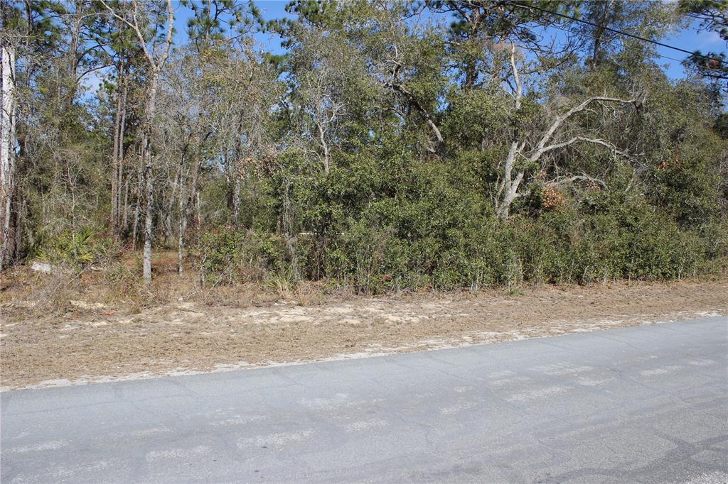 A paved road runs alongside a wooded lot with dense trees and brush — 0 QUIGLEY AVENUE, WEEKI WACHEE, FL