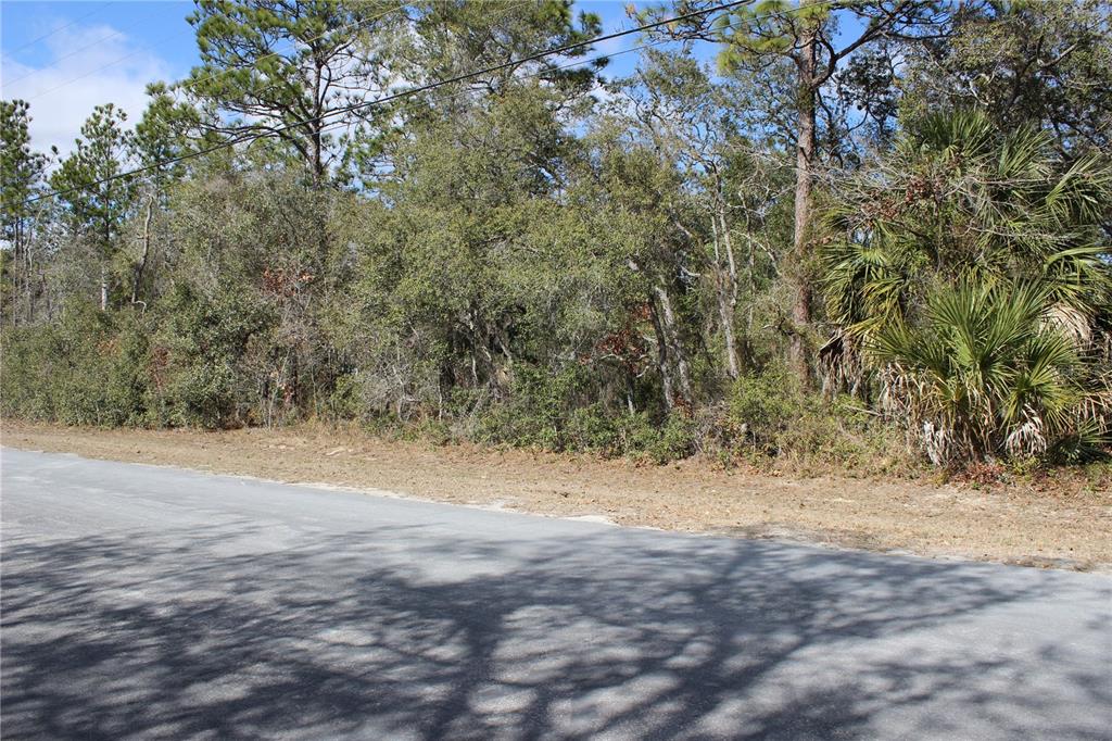 A paved road runs alongside a wooded lot with dense trees and palmetto bushes — 0 QUIGLEY AVENUE, WEEKI WACHEE, FL