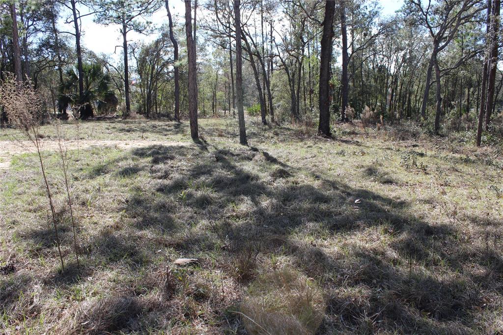A grassy, wooded lot with scattered trees under a bright, sunny sky — 0 QUIGLEY AVENUE, WEEKI WACHEE, FL