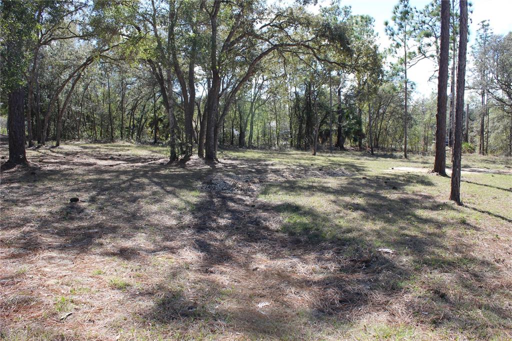 A grassy, wooded lot with scattered pine needles and mature trees under a sunny sky — 0 QUIGLEY AVENUE, WEEKI WACHEE, FL
