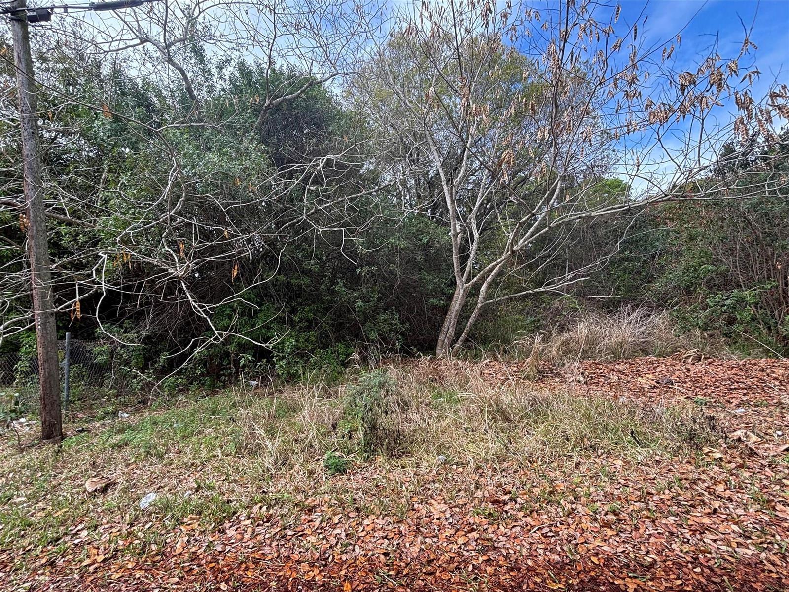 A wooded lot features a large bare tree, dry grass, and fallen leaves — 8375 63rd Avenue, Vero Beach FL 32967, VERO BEACH, FL