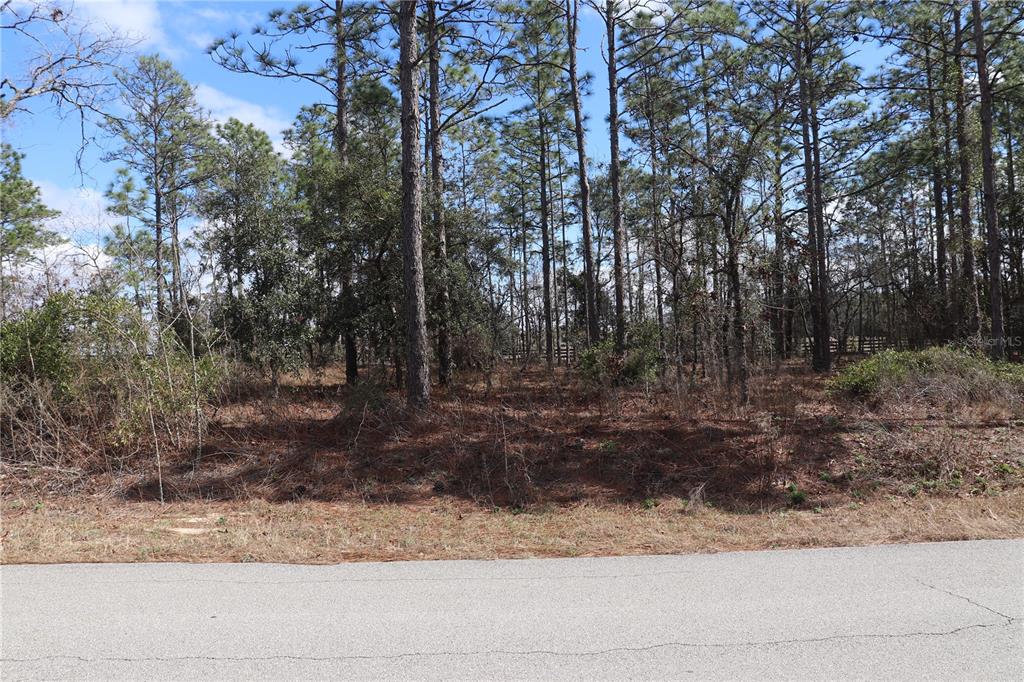 A view of a wooded, undeveloped residential lot from the edge of a paved road — 2251 NW BUENA VISTA ROAD, DUNNELLON, FL