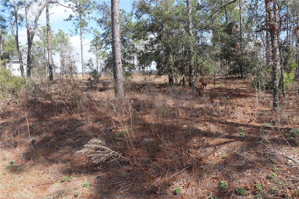 A wooded lot with pine trees, dry brush, and a distant fence in the background — 2251 NW BUENA VISTA ROAD, DUNNELLON, FL