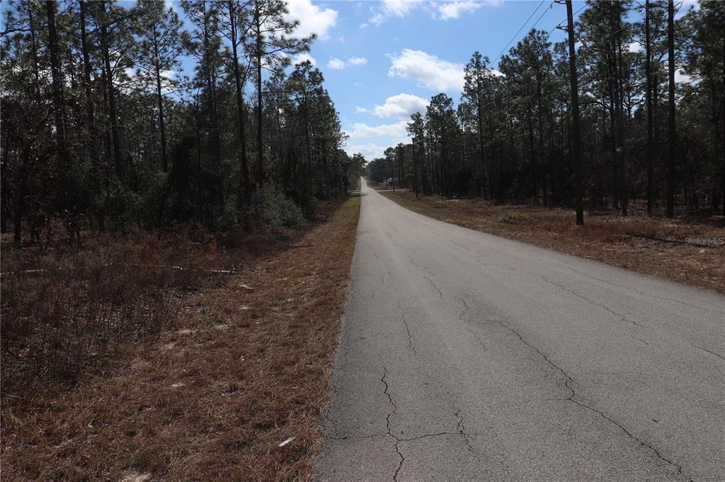 A paved road stretches into the distance, flanked by dense pine trees and dry brush — 2251 NW BUENA VISTA ROAD, DUNNELLON, FL