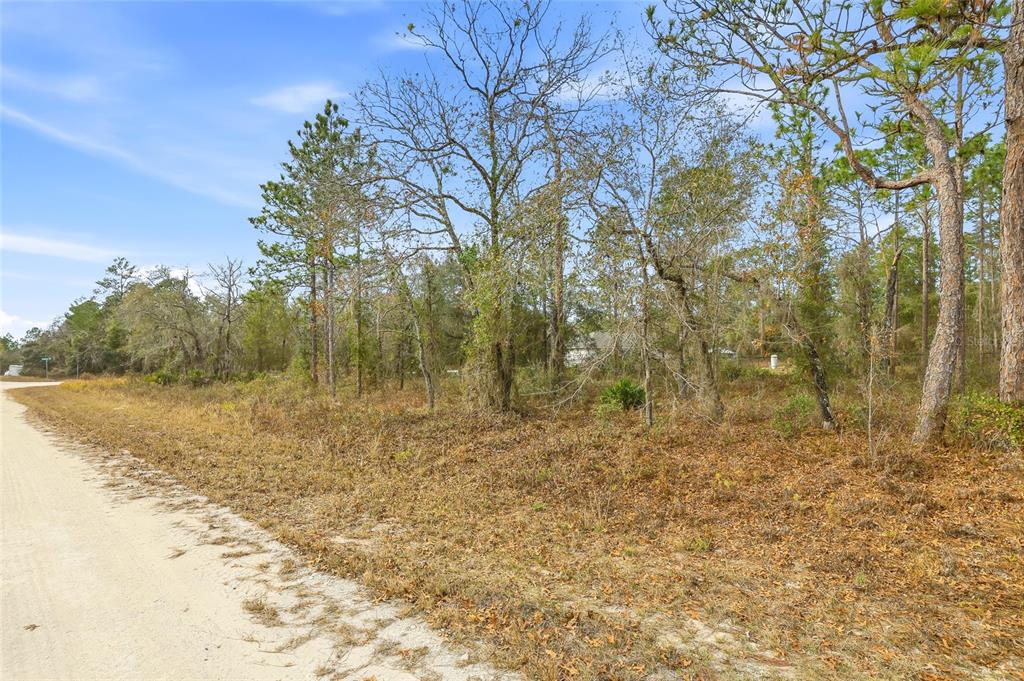 A dirt road runs alongside a wooded, undeveloped lot with scattered trees and dry brush — 16364 CAYMAN ROAD, BROOKSVILLE, FL