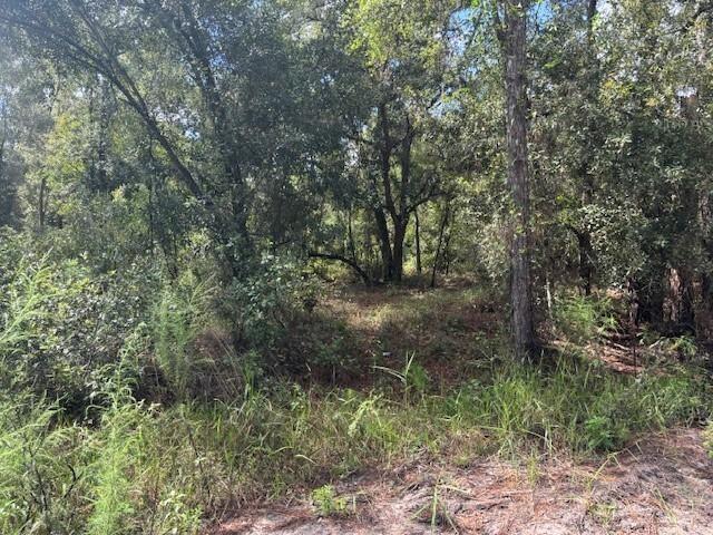 A wooded lot with dense trees and ground vegetation under a bright sky — 0 County Rd 54, FL 33849, FL