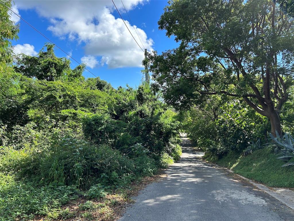 LA LLAVE, VIEQUES, PR — photo 2 of 16