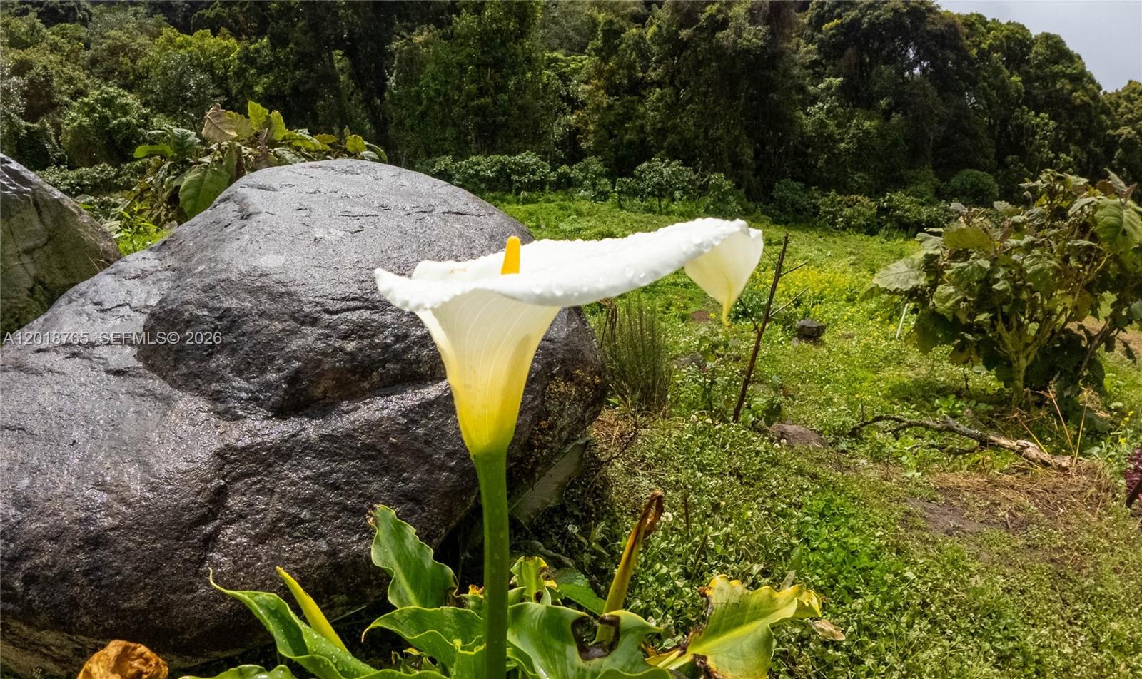 A white calla lily blooms in front of a large boulder in a grassy field — CERRO PUNTA, Panama, Rep of Panama, FL