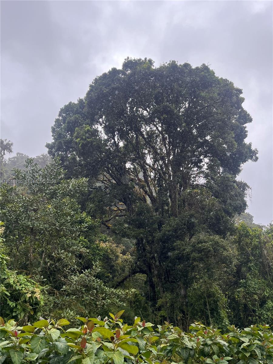 A large, mature tree with dense green foliage stands in a misty, forested landscape — CERRO PUNTA, Panama, Rep of Panama, FL