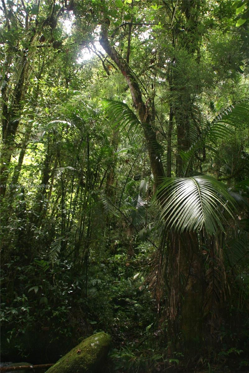 A dense, lush tropical forest features tall trees, thick foliage, and a large palm frond — CERRO PUNTA, Panama, Rep of Panama, FL