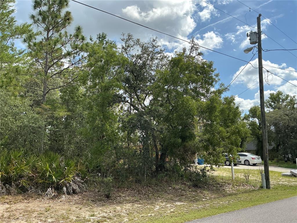 A wooded, undeveloped residential lot features a utility pole and dense vegetation along a road — PERSIMMON AVENUE, WEEKI WACHEE, FL