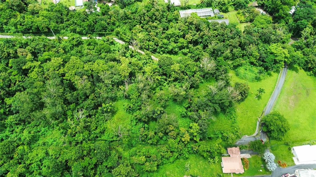 An aerial view shows a lush, wooded lot adjacent to a paved road and residential houses — CALLE BALBINO ROSA UNIT Solar D, LUQUILLO, PR