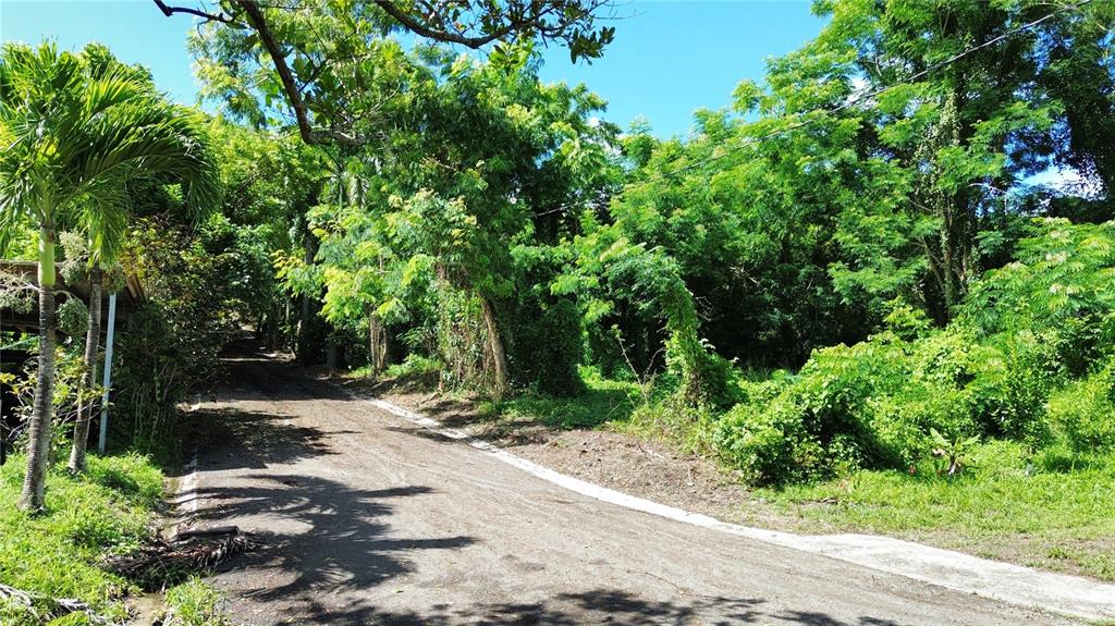 A dirt road winds through a lush, tree-filled landscape under a clear blue sky — CALLE BALBINO ROSA UNIT Solar D, LUQUILLO, PR