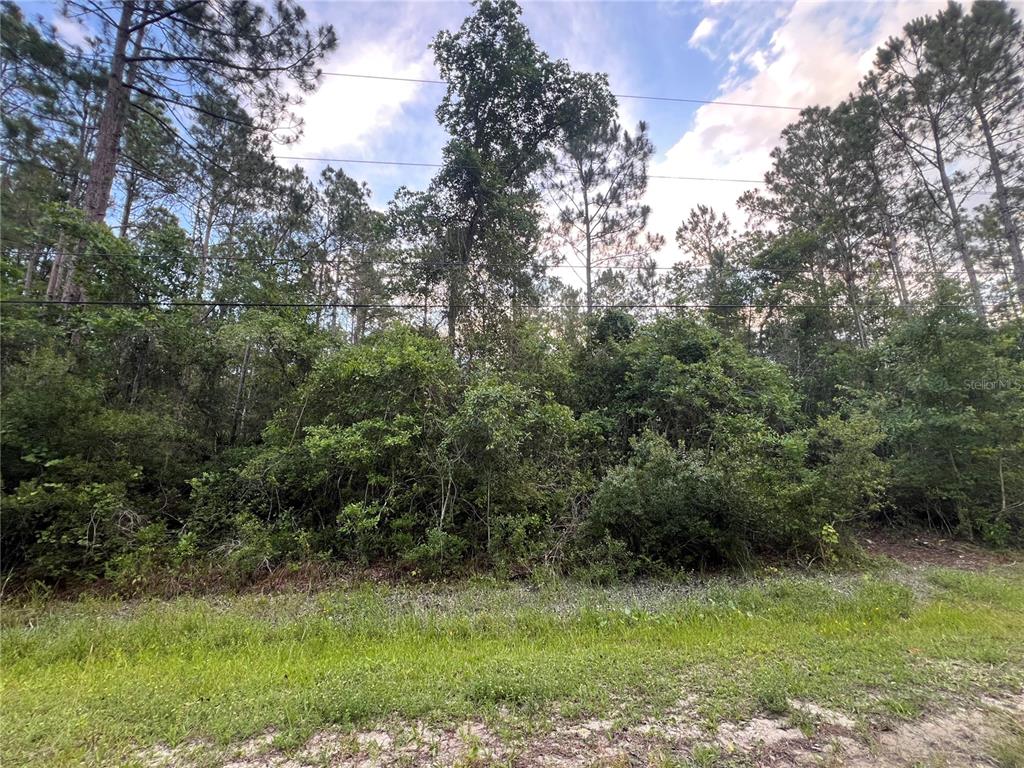 A dense, wooded lot with tall pine trees and thick underbrush viewed from a road — 1411 ELDER STREET, BUNNELL, FL