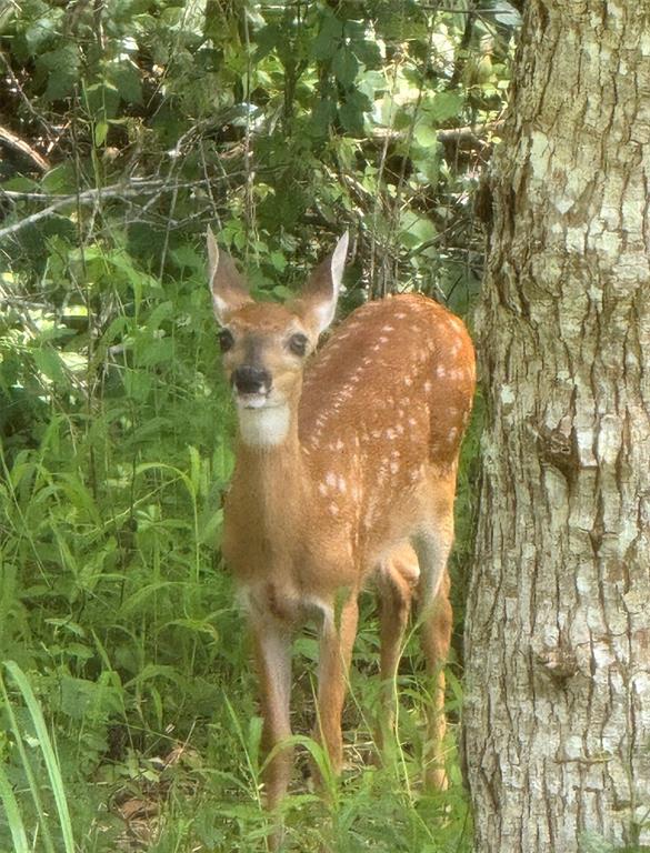 A young white-tailed deer fawn stands in a grassy, wooded area next to a tree — 1411 ELDER STREET, BUNNELL, FL