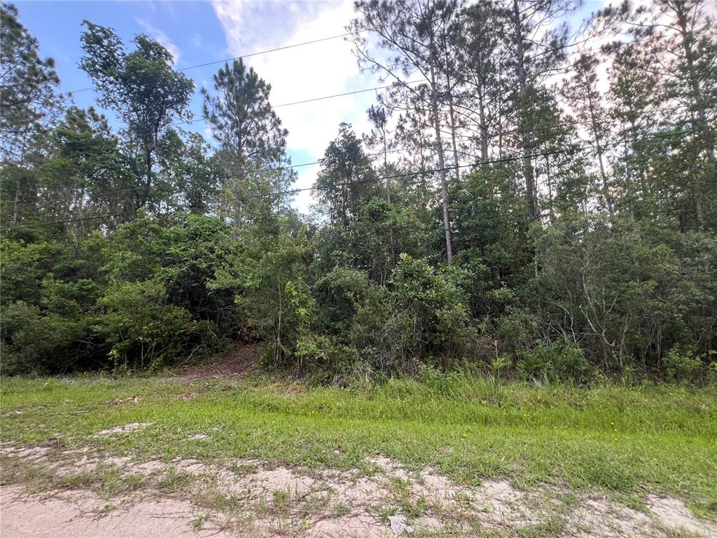 A view of a densely wooded, undeveloped lot from a dirt road — 1411 ELDER STREET, BUNNELL, FL