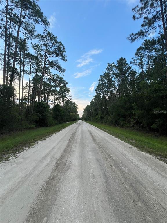 A dirt road stretches into the distance between rows of tall pine trees — 1411 ELDER STREET, BUNNELL, FL