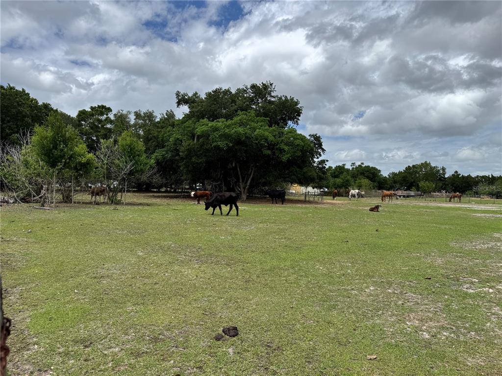A grassy pasture features several grazing cows and horses near a cluster of trees — 1804 ZIPPERER ROAD, BRADENTON, FL