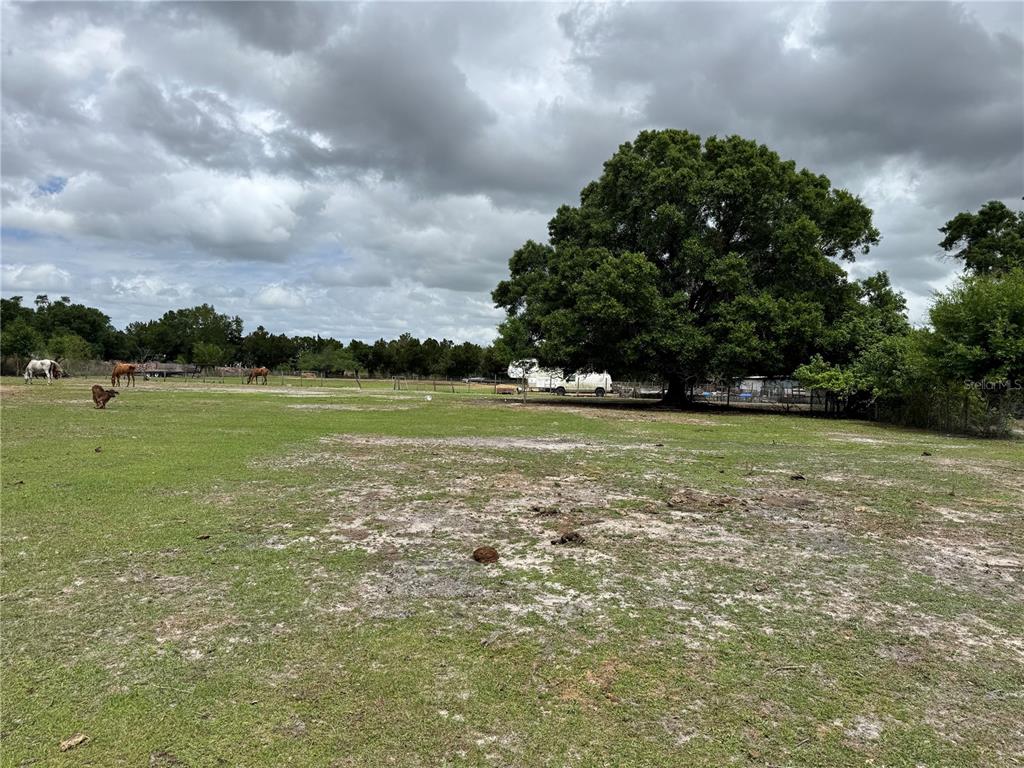 A large, grassy pasture features several horses and a prominent tree under a cloudy sky — 1804 ZIPPERER ROAD, BRADENTON, FL