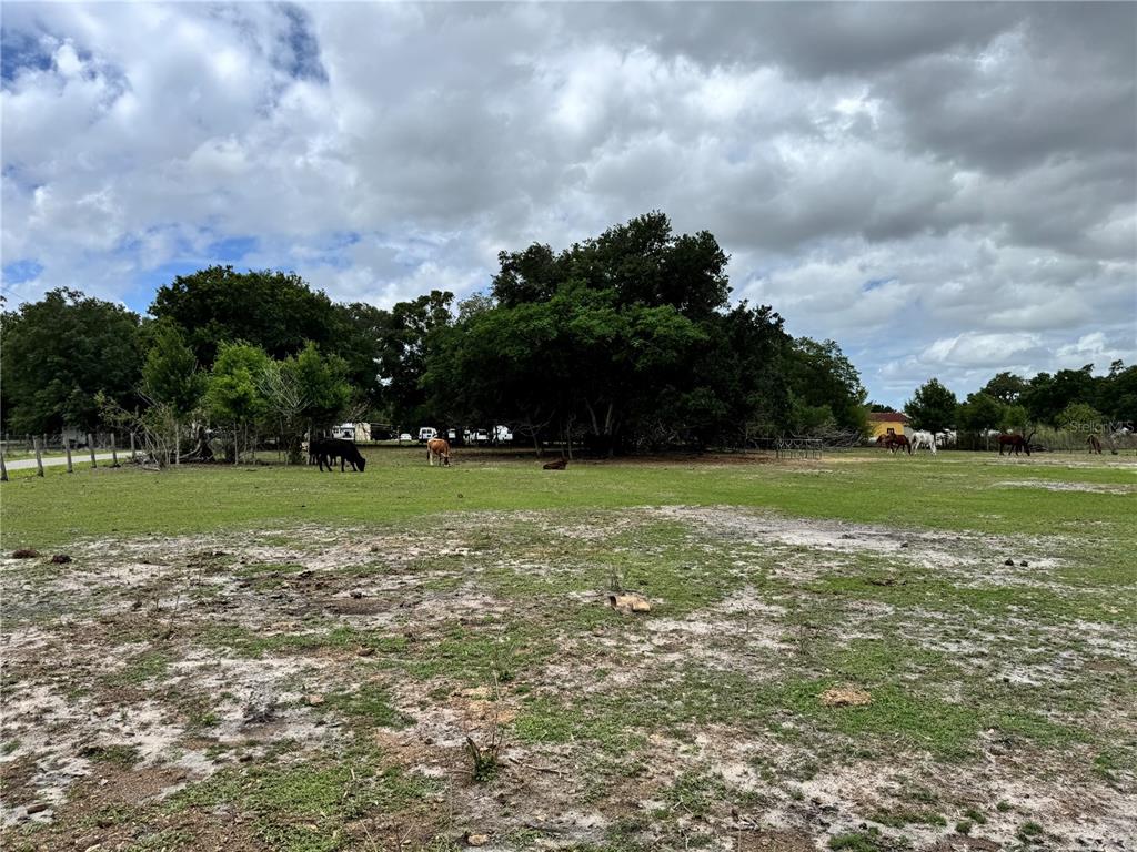 A grassy pasture with several grazing cows and mature trees under a cloudy sky — 1804 ZIPPERER ROAD, BRADENTON, FL