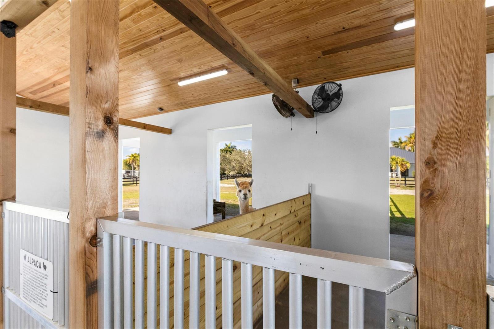 An alpaca stands in a stall with wood-paneled walls and a wood-plank ceiling — 14473 Draft Horse Lane, Wellington FL 33414, WELLINGTON, FL
