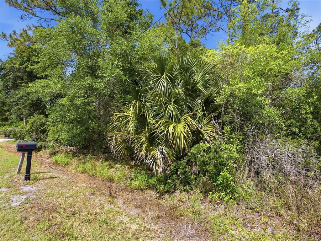 A black mailbox stands on a grassy roadside next to dense trees and a palm — 1935 7TH AVENUE, DELAND, FL