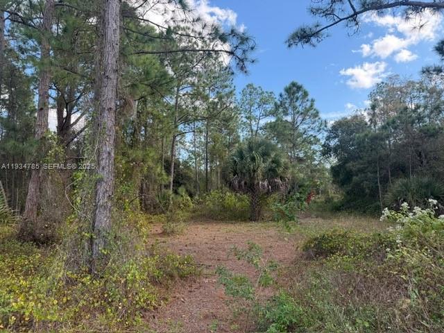 A wooded lot with tall pine trees, a central palm tree, and low-lying brush — 345 N ISORA, Clewiston FL 33440, CLEWISTON, FL