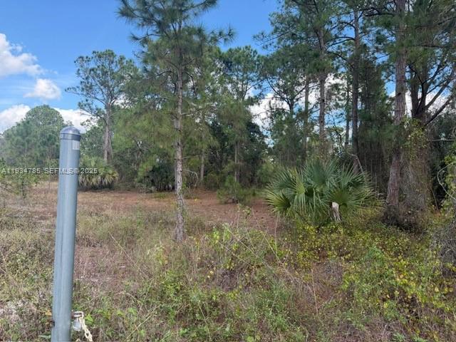 A vacant, wooded lot features scattered pine trees, palmetto bushes, and a metal utility pole — 345 N ISORA, Clewiston FL 33440, CLEWISTON, FL
