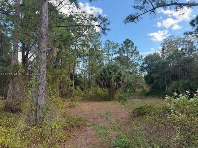 A wooded, undeveloped lot features tall pine trees and native Florida vegetation under a blue sky — 345 N ISORA, Clewiston FL 33440, CLEWISTON, FL