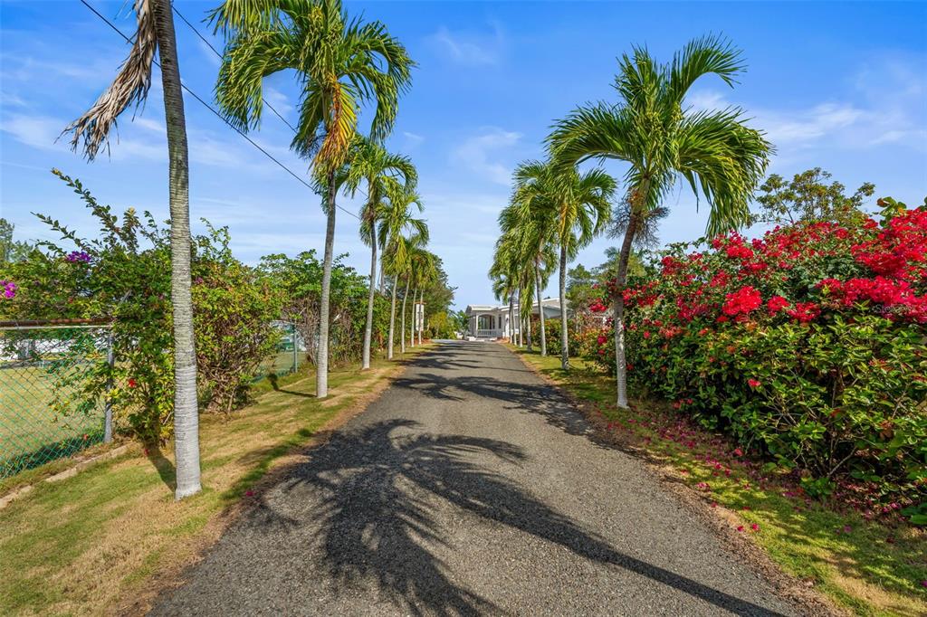 A gravel driveway lined with palm trees leads toward a house under a blue sky — KM 1.1 466, ISABELA, PR