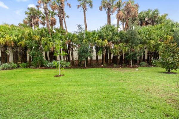 A grassy backyard features a row of tall palm trees against a white wall — 200 SOLIERA STREET, NOKOMIS, FL