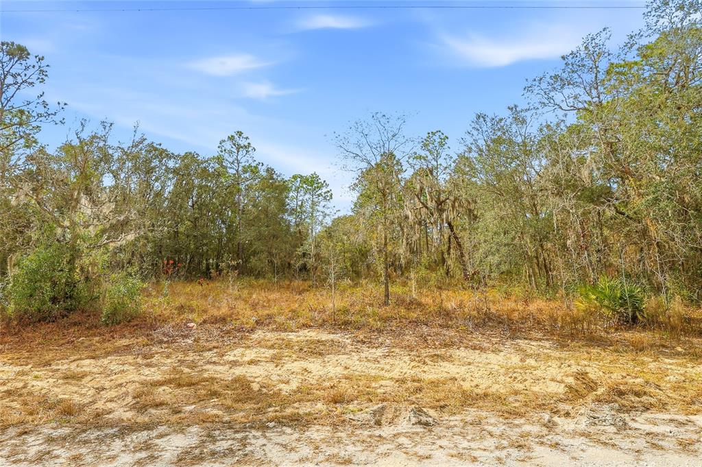 A sandy, undeveloped lot features a dense background of trees and brush under a sky — CAYMAN ROAD, WEEKI WACHEE, FL